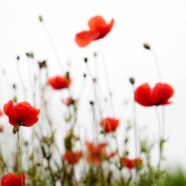 Poppy s 3. поппи плей тайм чаптер 2. т мак. поппи лига легенд. Poppy s 3.